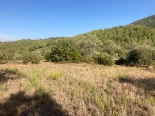 Bodrum'a Yakın, Ege'de Dev Yatırım! 20 Dönüm Zeytinli Tarla