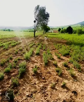 Denizli Acıpayam Akalan 1166 Ada 10 Par 2.072m2 Tarla Denizli Acıpayam Akalan 1166 Ada 10 Par 2.072m2 Tarla