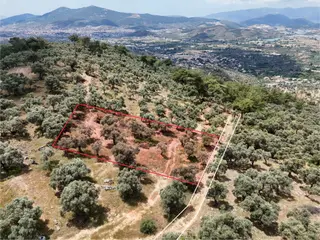 Milas Kırcağız'da Yolu Olan Manzaralı 1365m² Zeytinlik