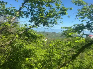 İnanç Emlaktan Keşap Altınpınar Köyünde Satılık 2143 M2 Fındık Bahçesi