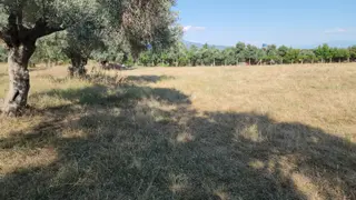 Bayındır Furunlu Köyü Anayola Yakın Satılık Verimli Tarla
