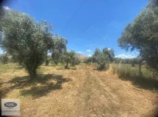 Torbalı/bayındır Yolu Üzerinde Satılık 15 Dönüm Zeytinlik