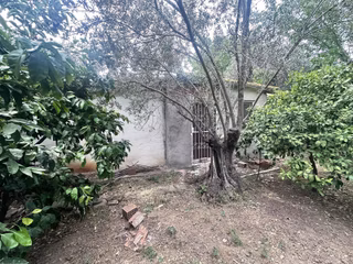 Zeytinli Çay Kenarı İçinde Elk Su Ve Yapı Olan Zeytinlik