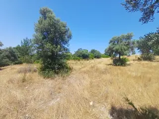 Milas Bozbük Yola 2 Cephe Satılık 5 Dönüm Zeytinlik