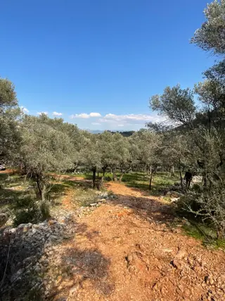 Milas Pınarcık Satılık 5 Dönüm Zeytinlik