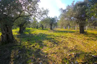 🔴 Aktif'ten Burhaniye Yunus Mahallesinde 993 M2 Verimli Satılık Zeytinlik