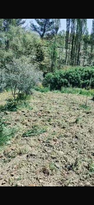 Akhisar Sabancılarda Kelepir Zeytinlik
