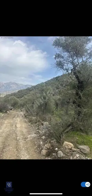 Muğla Milas Satılık Tapulu Bakımlı Zeytinlik - Ulaşımı Kolay