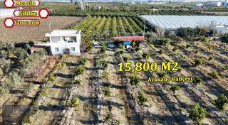 Silifke Kurtuluş 2 Katlı Müstakil Ev Ve 15800m2 Avukado Bahçesi Silifke Kurtuluş 2 Katlı Müstakil Ev Ve 15800m2 Avukado Bahçesi