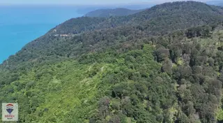 Armutçuk Da Deniz Manzaralı 5.918 M² Satılık Arazi