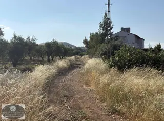 Ncr'den 9.120 M2 180ağaç Zeytin 70 Ağaç Satılık Fıstık