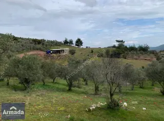 Menderes Yeniköy Merkez Satılık Zeytinli Tarla 250m2 Çiftlikevi Menderes Yeniköy Merkez Satılık Zeytinli Tarla 250m2 Çiftlikevi