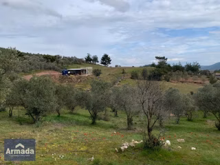 Menderes Yeniköy Merkez Satılık Zeytinli Tarla 250m2 Çiftlikevi