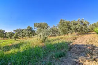 Selçuk Gökçealan Köyünde Köye Yakın 700 M2 Bahçe