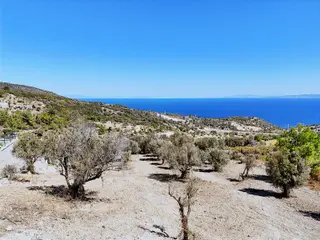 Atlas Gayrımenkul'den Full Deniz Manzaralı Zeytin Ağaçlı Tarla