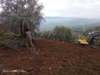 Acil Satılık Frsat Zeytinlik Bozdoğan-osmaniye'de