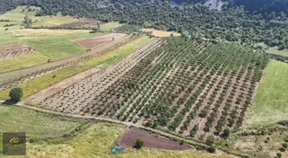 Sarnıç'ta Gördes Yolu Üzerinde Satılık 5.160 M² Ceviz Tarlası