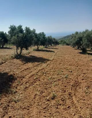 Bulut Yatırımdan 6920 M² Deniz Manzaralı Yetişmiş Zeytinlik