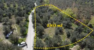 Çanakkale Ayvacık Nusratlı Köyü Yolunda Sahile Yakın Zeytinlik