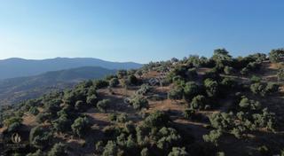 İzmir / Bayındır Alan Köyde Satılık Fırsat Zeytin Bahçesi !