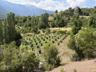 Kuzcada Müstakil Tapulu Satılık Tarla