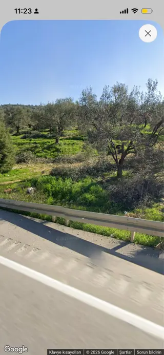 Gömeç Karaağaç’ta Asfalta 1 Parsel, Denize Kuş Uçumu 1 Km, 4.627 M² Yatırımlık Zeytinlik