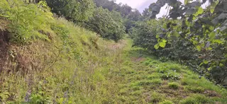 Şahinoǧlu Emlaktan Akçaabat Uğurlu'da 4.000 M2. Çok Uygun Fındıklık
