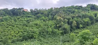 Şahinoǧlu Emlaktan Akçaabat Uğurlu'da 4.000 M2. Çok Uygun Fındıklık