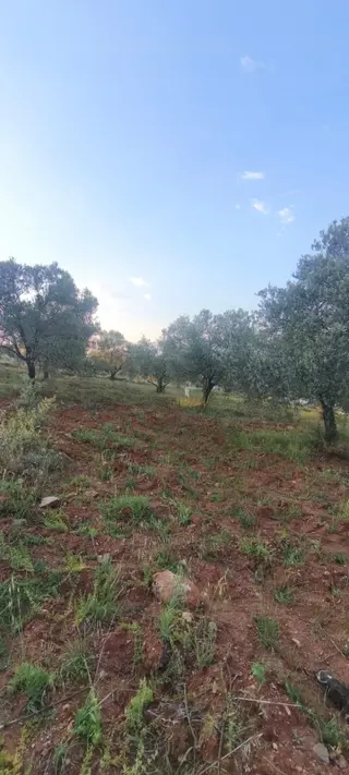 Bozdogan Kızıltepe Köyünde Satılık Bahçe