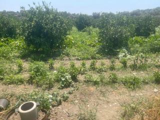300-sığacık Merkezde Elektirik Suyu Evi Olan Mandalina Bahçesi