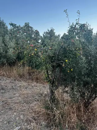 Gömeç Kumgedik Mahallesi'nde