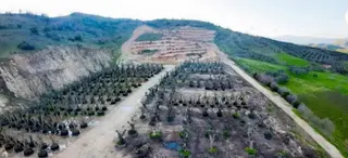 Ödemiş Kaymakçı'da Üretime Hazır 37.765 M² Satılık Verimli Tarla