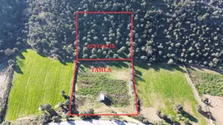 Milas Kuzyakada Ana Yola Sıfır 9.665 M² Tarla Ve Zeytinlik