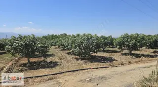 Bater'den Sultanhisar'da Bakımlı 250 Adet İncirli Satılık Bahçe