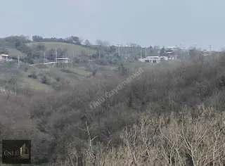 Yaman Köyde Yerleşime Yakın Satılık Zeytinlik 8 Dönüm