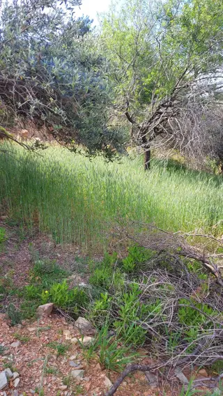 Anamur Demirören Köyü'nde Ana Yol Altında Muhteşem Deniz (körfez) Manzaralı Müstakil Satılık Tarla