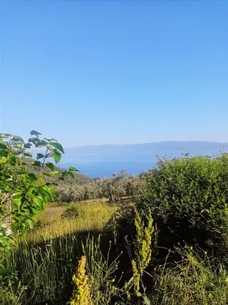 Güneyden İznik Mustafali Köyünde 650m2 Arsa Zeytinlik