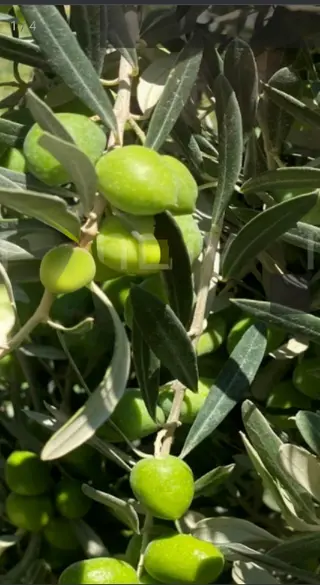 Doğa Gayrimenkul'den İzmir'de Kaçırılmayacak Yatırımlık Zeytinlik