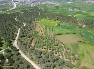 Balıkesir Kepsut Yenice Köyünde Köye Yakın 10 Dönüm Müstakil