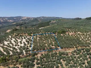Mudanya Dereköy Yola Cephe Acil Satılık 2527m2 Bakımlı Zeytinlik