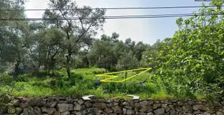 Elvan Özçelik'den Ören Pinar'da Köyiçinde Satılık Zeytinli Tarla