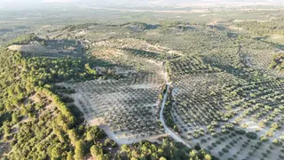 Kendi Kendinin Parasını Çıkaran Verimli Zeytinlik