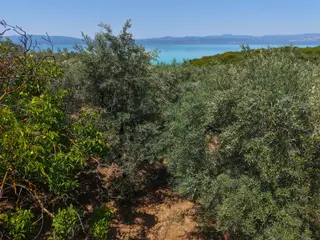 İznik Göllüce'de, Köye Yakın 775 M2 Zeytin Bahçesi