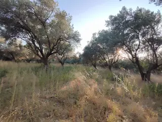 Satılık Zeytinlik Manisa Şehzadeler Karaoğlanlıda 4150 M2