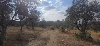 Ezine Akköyde Bir Ailenin Zeytin İhtiyacını Karşılıyan Zeytinlik