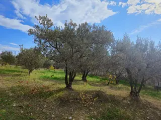 Gaziemir Sevgi Mahallesinde 500m2 Tarla