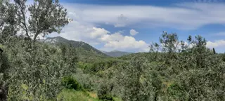 8.600m2 Şahinler Köyünde Satılık Zeytinlik