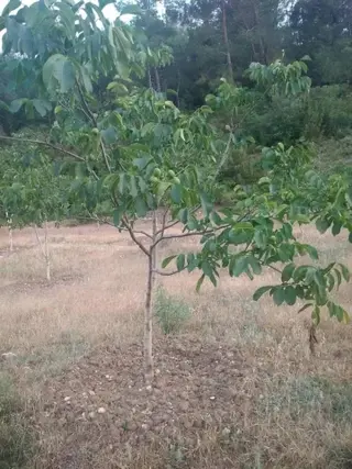 Muğla Milas Çam Bölgesinde Satılık Zeytinlik