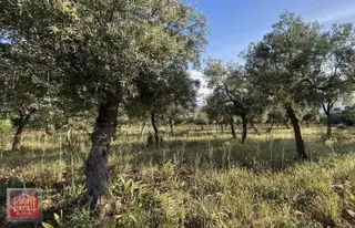 Serçin Bafa Gölünde Satılık Göl Manzaralı Zeytinlik