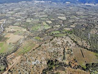 İzmir Torbalı Karakızlar'da 16.897 M2 Satılık Fırsat Zeytinlik